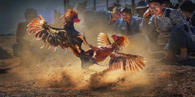 Những hình thức thi đấu hấp dẫn nhất tại sảnh đá gà Kubet