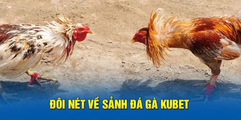 Giới thiệu tổng quan những điều cần biết về sảnh đá gà Kubet
