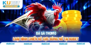 Đá Gà Thomo - Loại Hình Chiến Kê Cực Bùng Nổ Tại Kubet