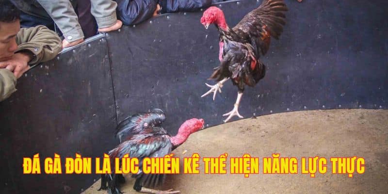 Nơi các chiến kê phô diễn hết năng lực của chính mình