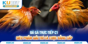 Đá Gà Trực Tiếp C1 - Siêu Phẩm Giải Trí Cá Cược Đẳng Cấp