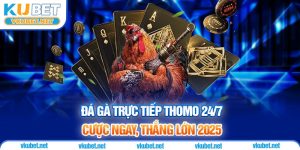 Đá Gà Trực Tiếp Thomo 24/7 - Cược Ngay, Thắng Lớn 2025