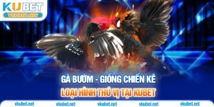 Gà Bướm - Giống Chiến Kê Độc Đáo Tại Nhà Cái Kubet 
