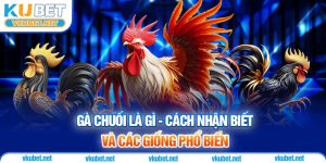 Gà Chuối Là Gì - Cách Nhận Biết Và Các Giống Phổ Biến