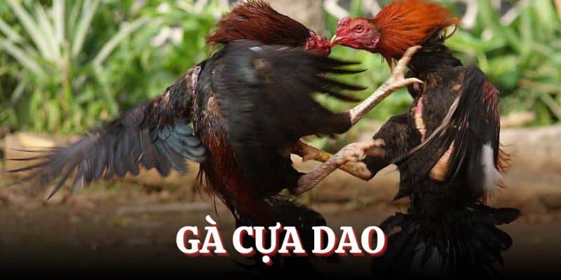 Tổng quan thông tin về đá gà cựa dao đang hot trên thị trường giải trí trực tuyến