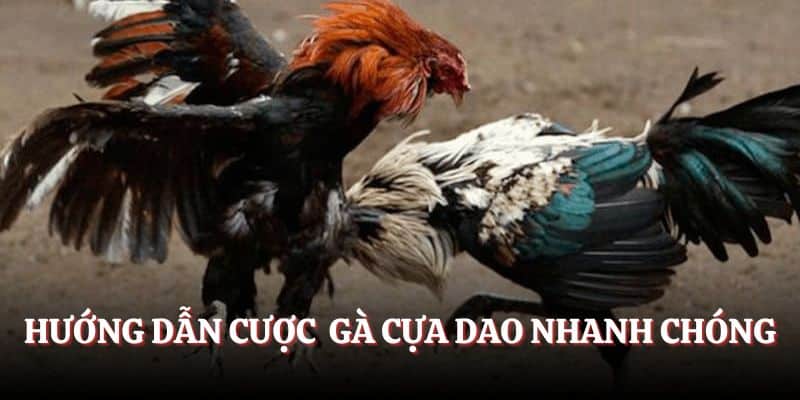 Hướng dẫn đặt cược nhanh chóng tại sảnh giải trí trực tuyến kubet
