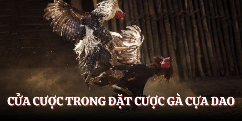 Cửa cược trong đá gà cựa dao tại sảnh giải trí kubet