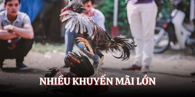 Nhiều chương trình khuyến mãi lớn diễn ra tại hệ thống nhà cái