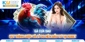 Gà Cựa Dao - Quy Trình Cược Và Lý Do Nên Đầu Tư Tại Kubet