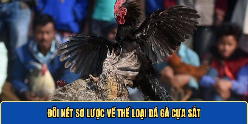 Thể loại đá gà cựa sắt siêu hot nổi đình đám hiện nay