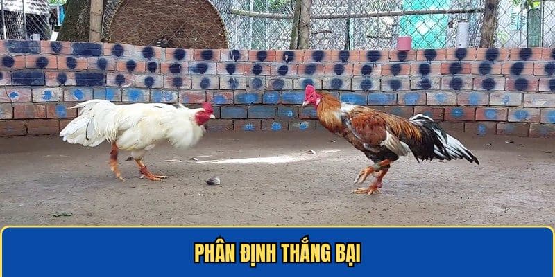 Hướng dẫn luận phân định thắng bại trong đá gà cựa sắt