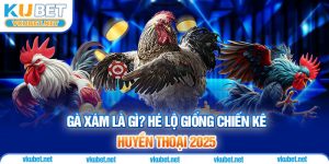 Gà Xám Là Gì? Hé Lộ Giống Chiến Kê Huyền Thoại 2025