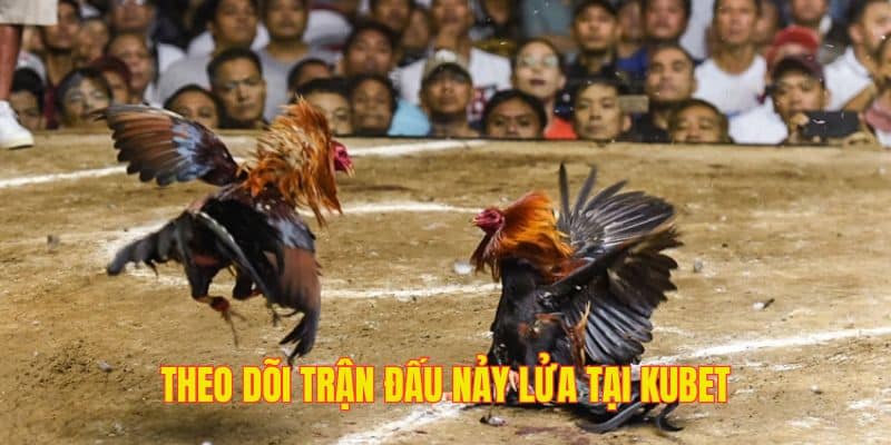 Một sới chọi kê đầy nảy lửa kịch tính, tổ chức chuyên nghiệp