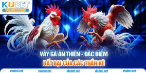 Vảy Gà Án Thiên - Đặc Điểm Bất Bại Của Các Thần Kê