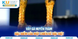 Vảy Gà Huyền Trâm - Đặc Điểm Của Một Chiến Kê Đặc Biệt