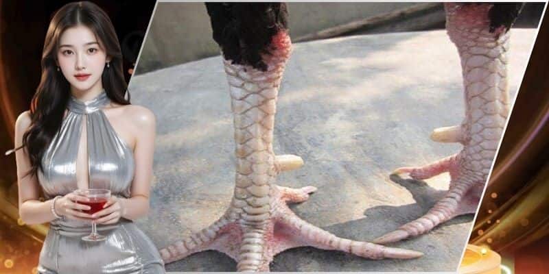 Giới thiệu tổng quan về vảy huyền trâm