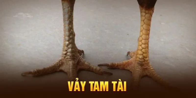 Giới thiệu về đặc điểm nổi bật trên cơ thể chiến binh