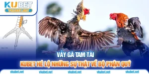 Vảy Gà Tam Tài - Kubet Hé Lộ Những Sự Thật Về Bộ Phận Quý