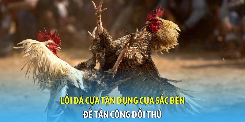 Lối đá cựa tận dụng cựa sắc bén để tấn công đối thủ