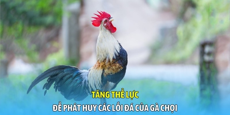 Tăng thể lực để phát huy tối đa lối đá của gà chọi