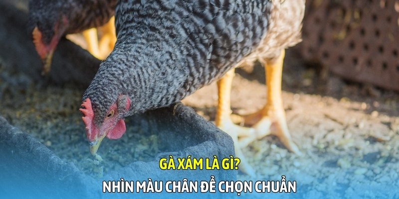 Gà xám là gì? Nhìn màu chân để chọn chuẩn