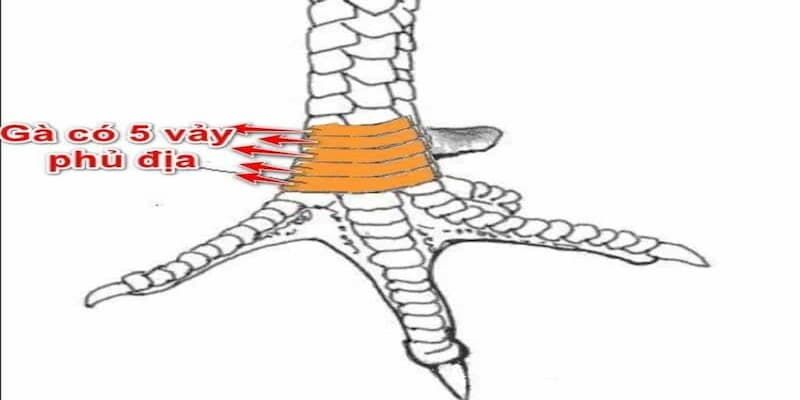 Các nhóm vảy Tứ Quý Phủ Địa