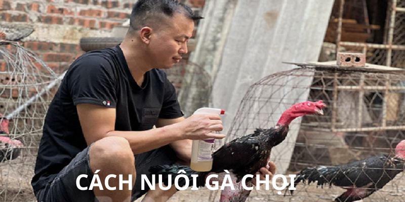 Cách nuôi gà chọi thông qua việc lựa chọn giống chiến kê hợp lý