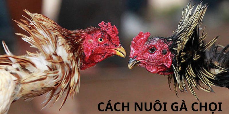 Cập nhật các lưu ý về lỗi mắc phải trong cách nuôi gà chọi