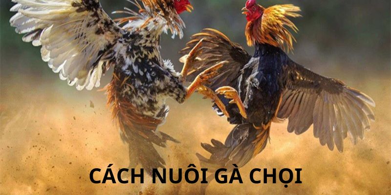 Nên cho chiến kê tập các bài luyện về sức bền khi thi đấu