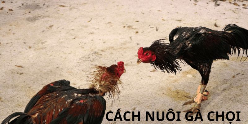 Cần chú ý về vấn đề thăm khám sức khỏe của chiến kê khi nuôi