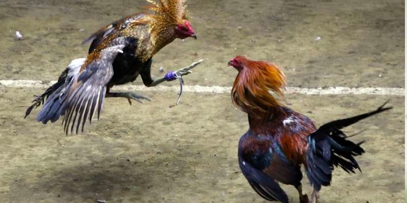 Trải nghiệm phiên bản cựa dao thú vị