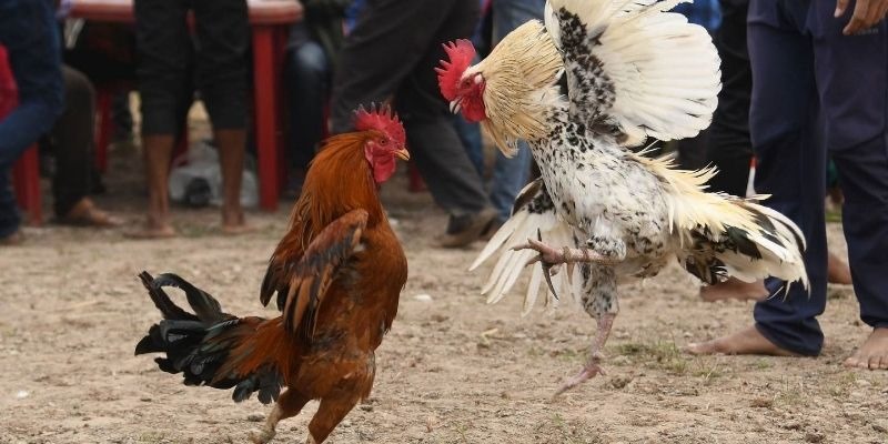 Trải nghiệm chơi đá gà Campuchia tại nhà cái