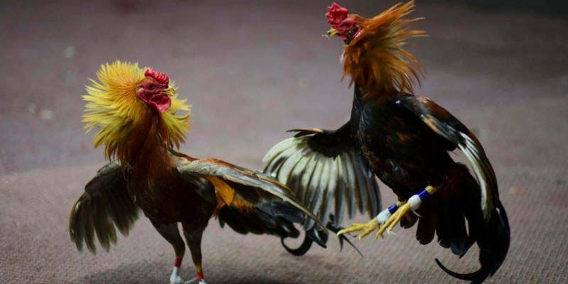 Kinh nghiệm chơi hiệu quả trong chuyên mục