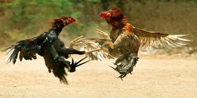 Đá gà trực tiếp C1 và một số nội dung khái quát