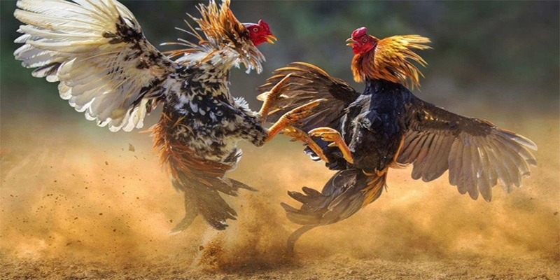 Một số ưu điểm nổi bật chỉ có tại đá gà C1