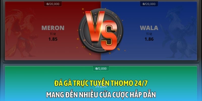 Đá gà trực tuyến Thomo 24/7 mang đến nhiều cửa cược hấp dẫn