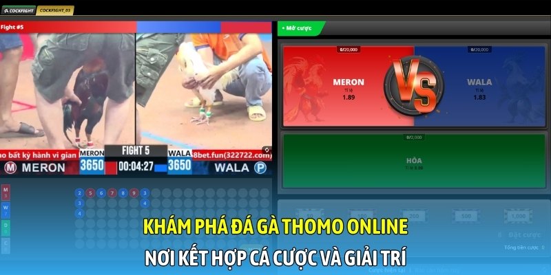 Đá gà Thomo 24/7 mang đến trải nghiệm chân thực