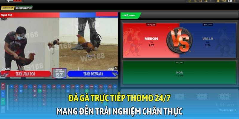 Khám phá đá gà Thomo online - Nơi kết hợp cá cược và giải trí
