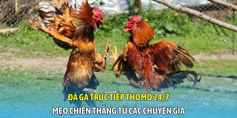 Đá gà trực tiếp Thomo 24/7 - Mẹo chiến thắng từ các chuyên gia