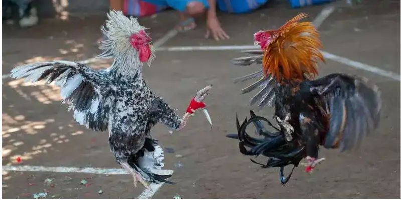 Đá gà cựa dao và những nét tổng quát cho hội viên ở Kubet