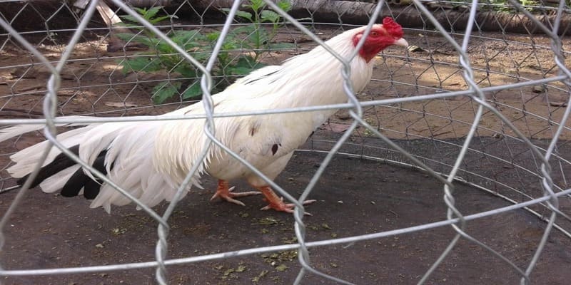 Tổng hợp các giống có thể có màu lông gà bướm