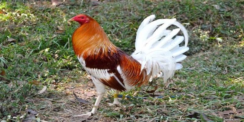 Thao tác các bước nuôi gà đơn giản mà bạn cần biết