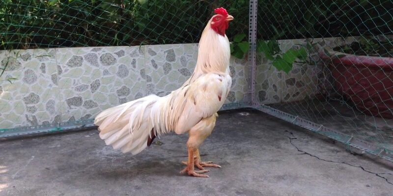 Giới thiệu về gà bướm cho khách hàng mới tại trang chủ Kubet