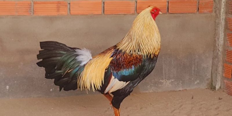 Đặc điểm dễ dàng nhận biết của gà chuối