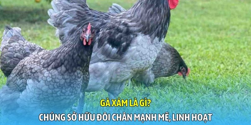 Gà xám là gì? Chúng sở hữu đôi chân mạnh mẽ, linh hoạt