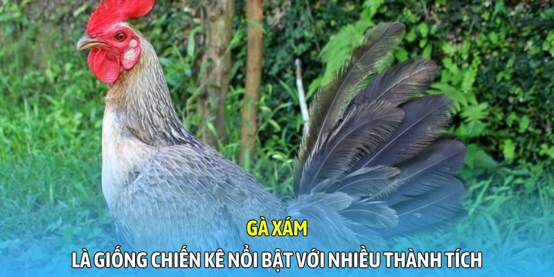 Gà xám là giống chiến kê nổi bật với nhiều thành tích