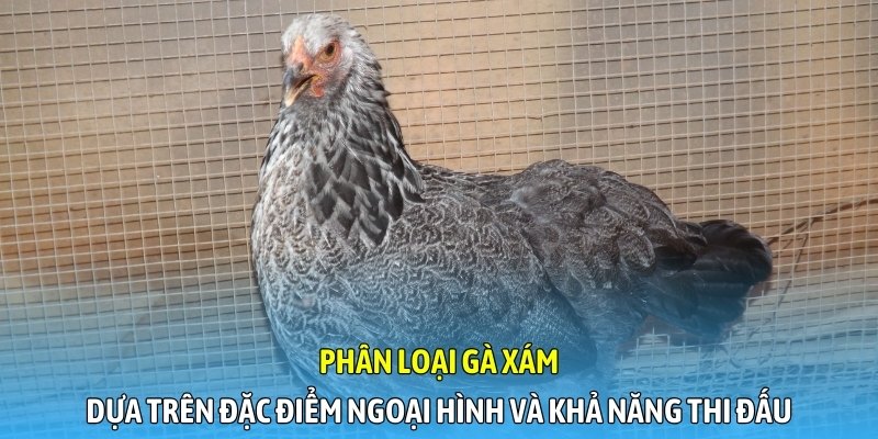 Phân loại gà xám dựa trên đặc điểm ngoại hình và khả năng thi đấu