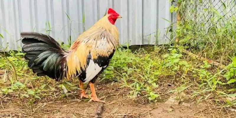 Tìm hiểu tổng quan về gà chuối dành cho newbie