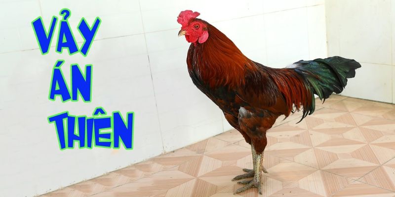 Ưu điểm đặc biệt của vảy gà án Thiên
