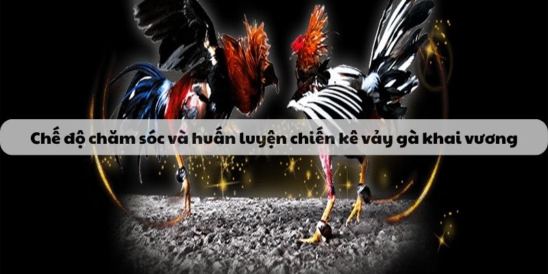 Chế độ chăm sóc và huấn luyện chiến kê vảy gà khai vương